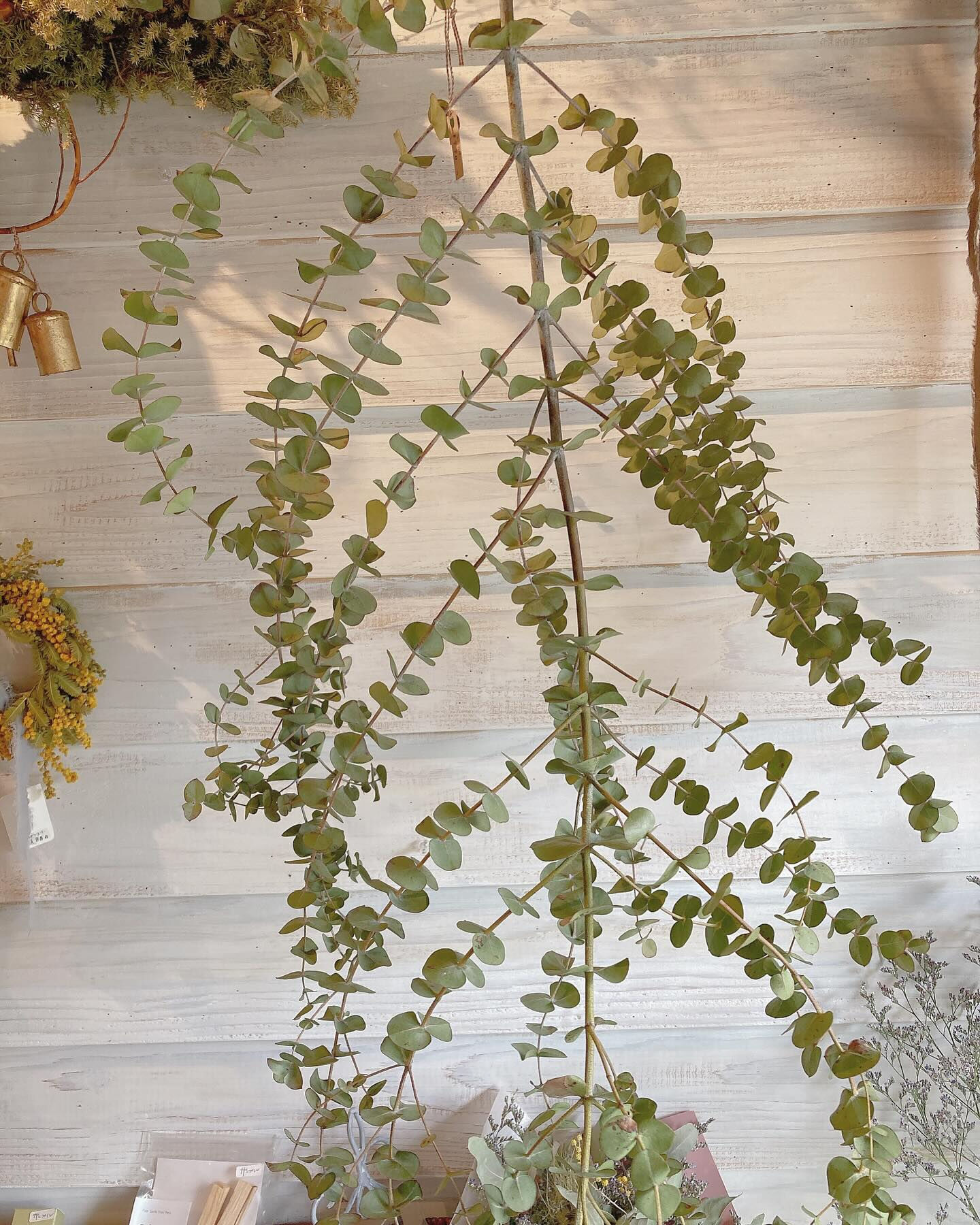 ユーカリ入荷🌿