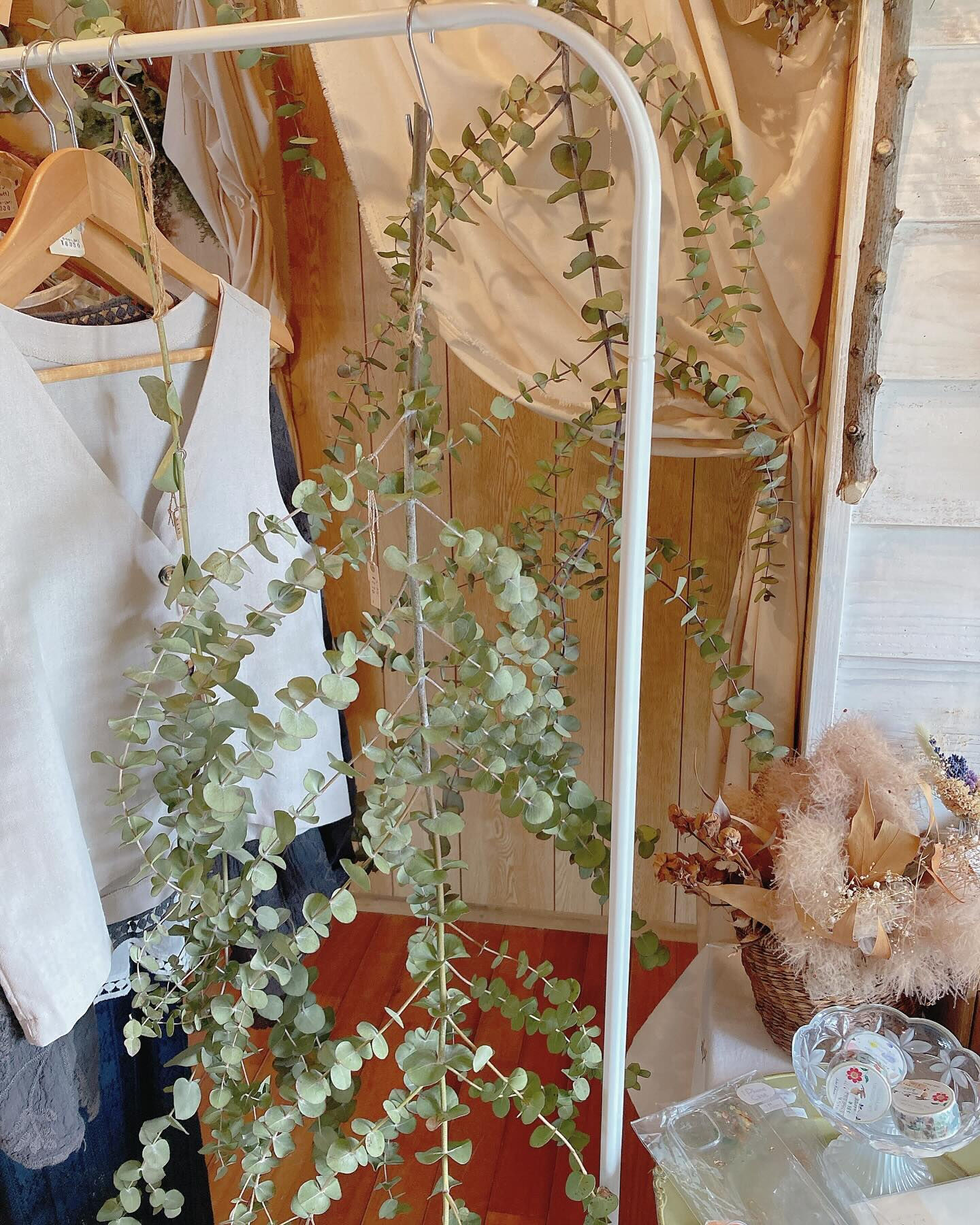 ユーカリ入荷🌿