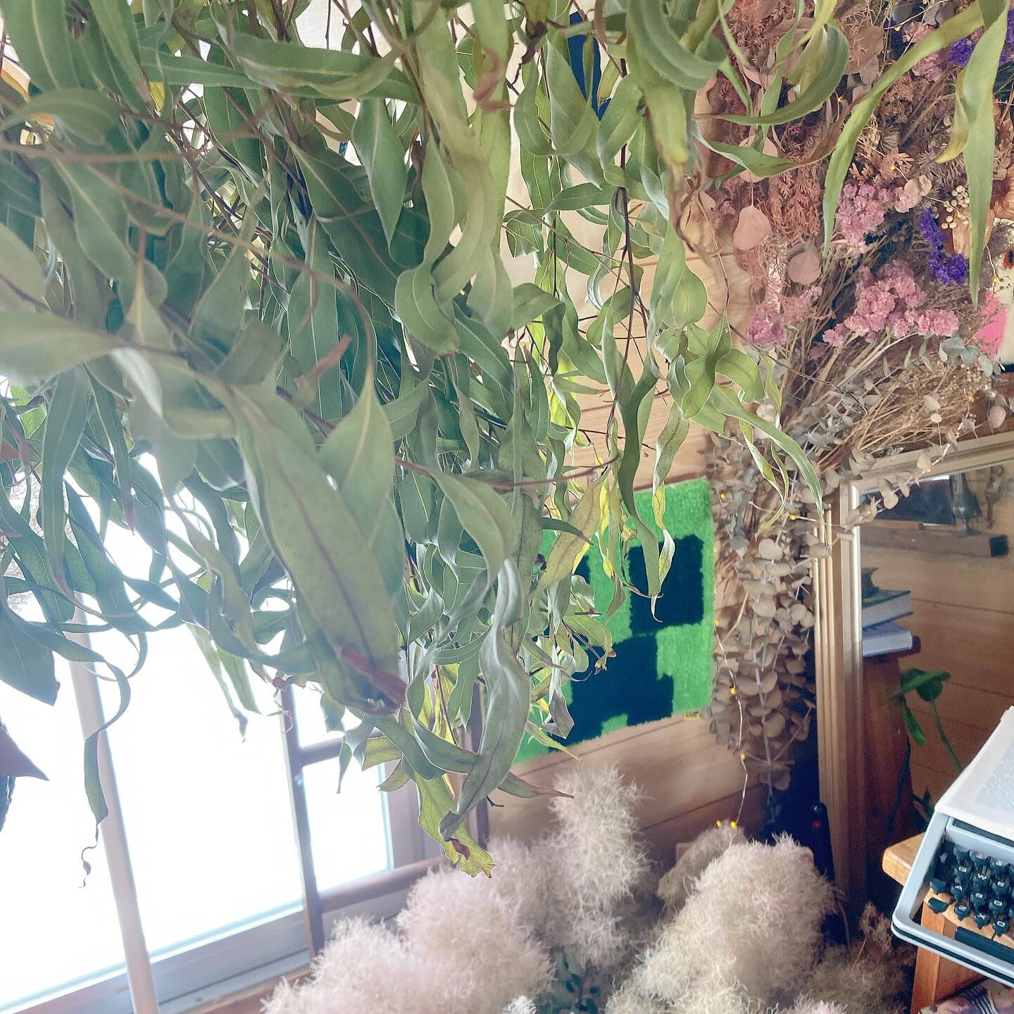レモンユーカリ🌿